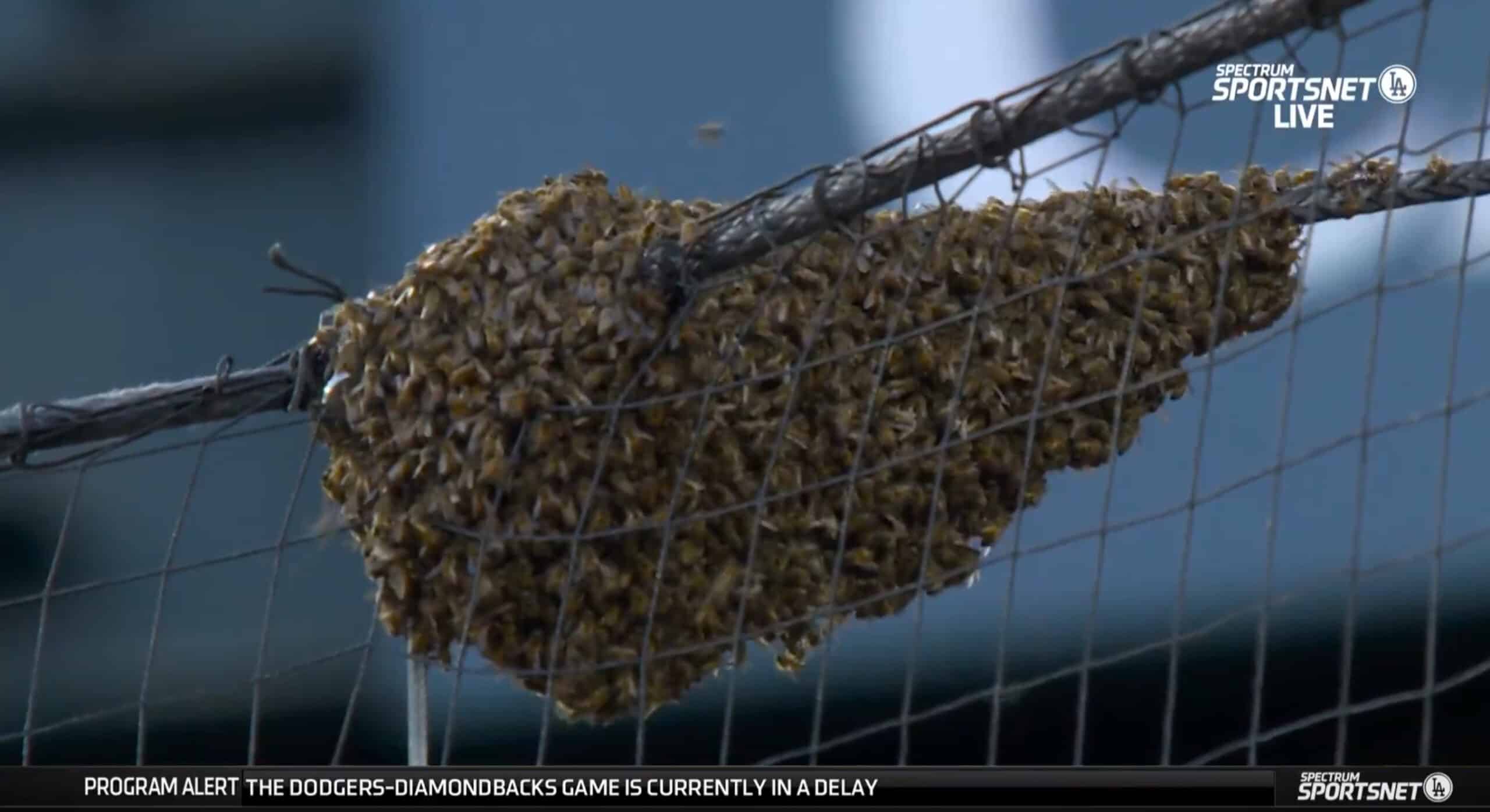 Dodgers Diamondbacks delayed by bees