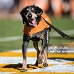 Tennessee Vols (Volunteers) Iconic bluetick hound Smokey