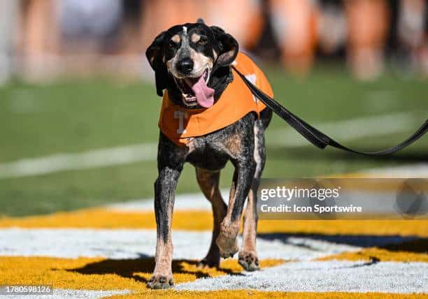 Tennessee Volunteers Iconic bluetick hound Smokey