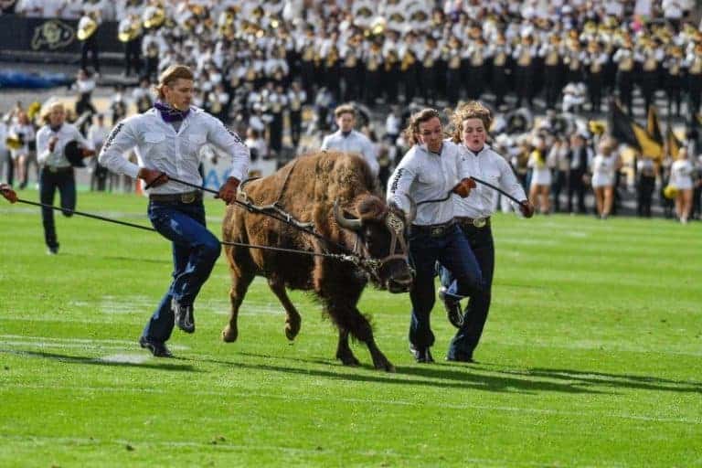 Colorado Buffaloes