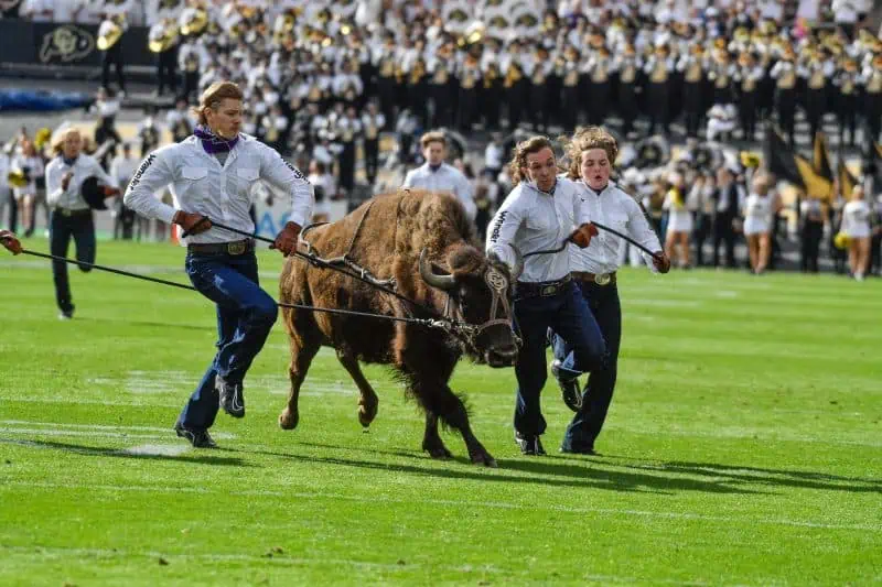 Colorado Buffaloes