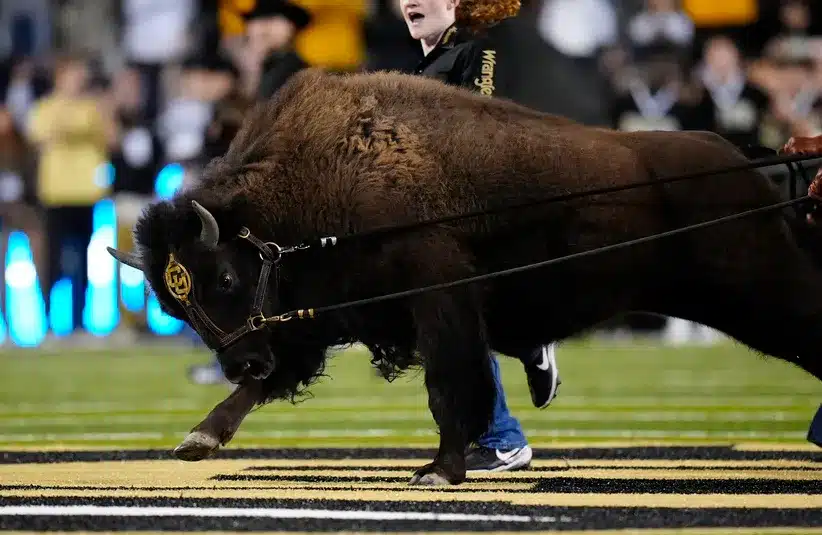 Ralphie The Buffalo, Colorado College Football team mascot